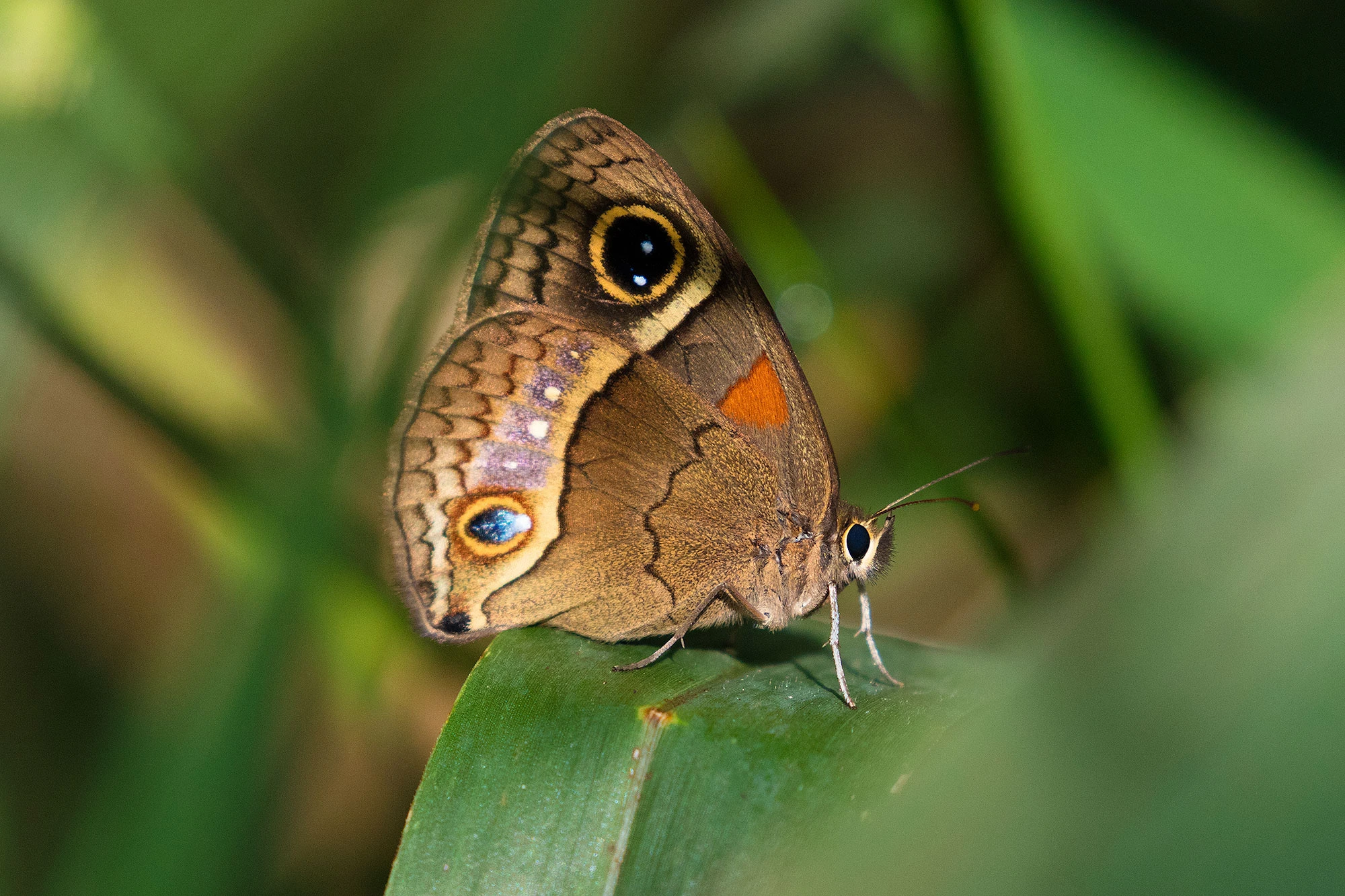 Close-up of a Calisto herophile butterfly, known as Hübner's Glad-eye, resting on foliage in the Jardín Botánico Nacional near Havana, Cuba—its patterned brown wings marked by a striking eyespot blending into the tropical greenery.