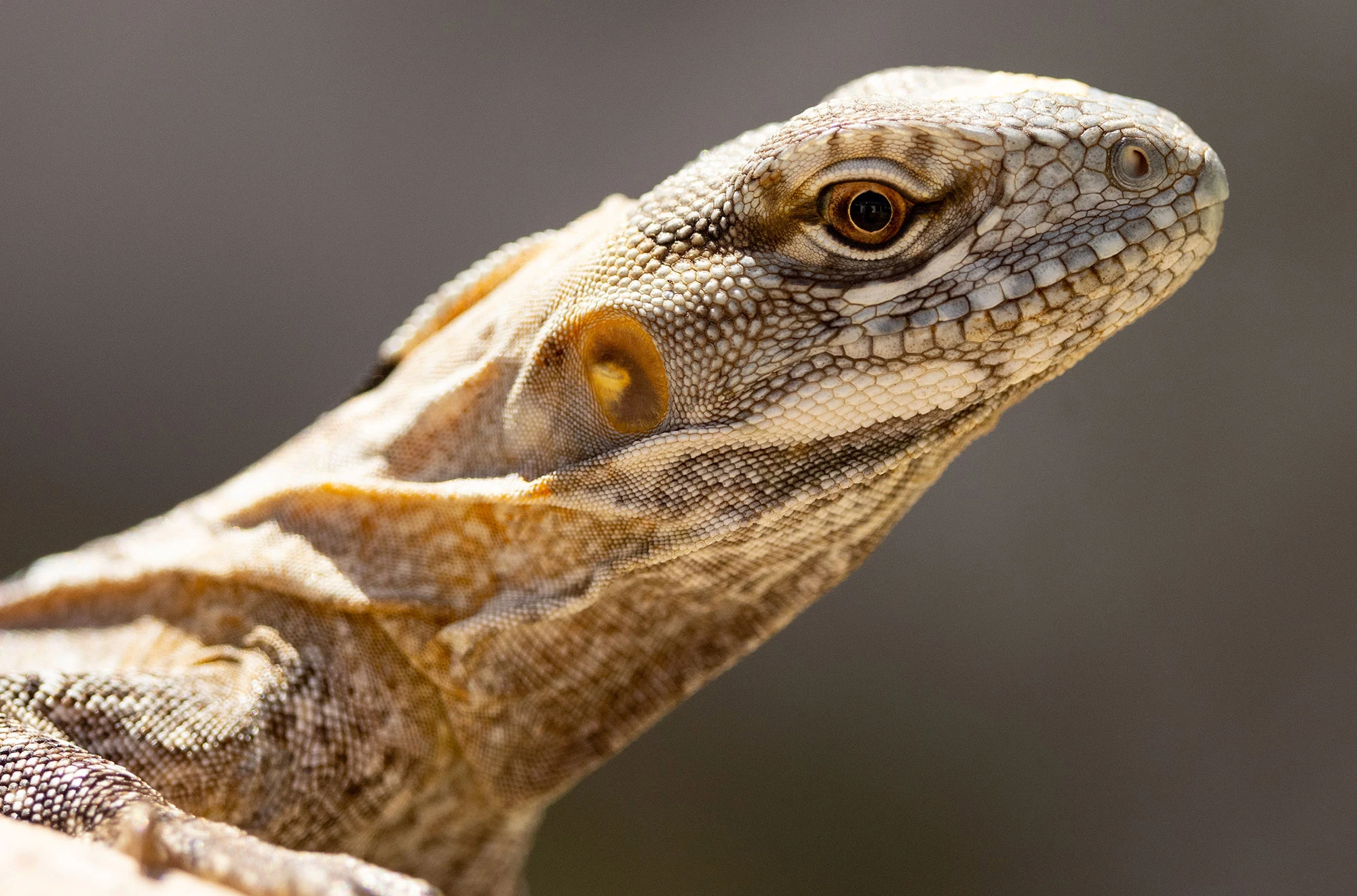 Cape Spiny-tailed Iguana at the San José del Cabo Estuary