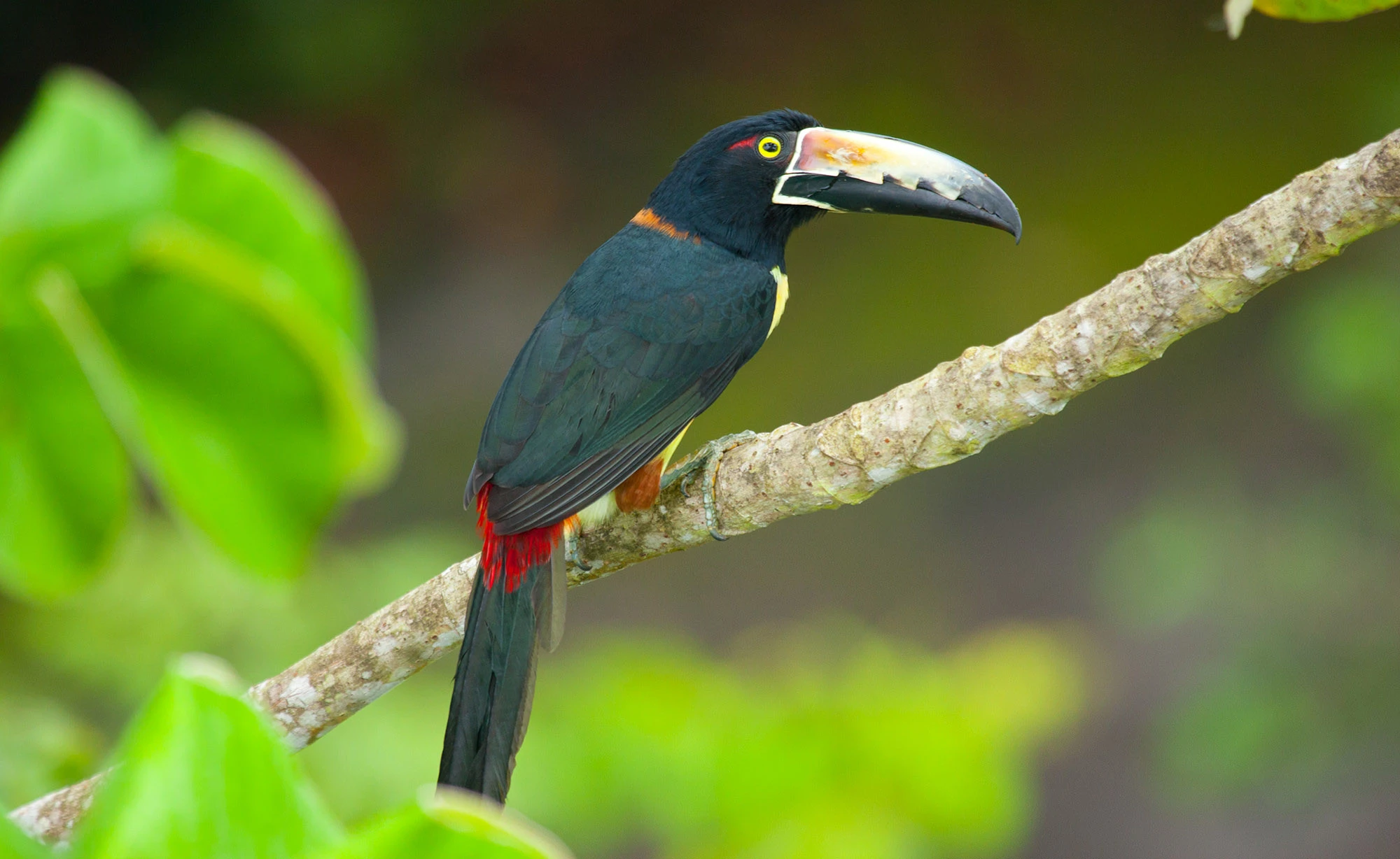 Collared Aracari
