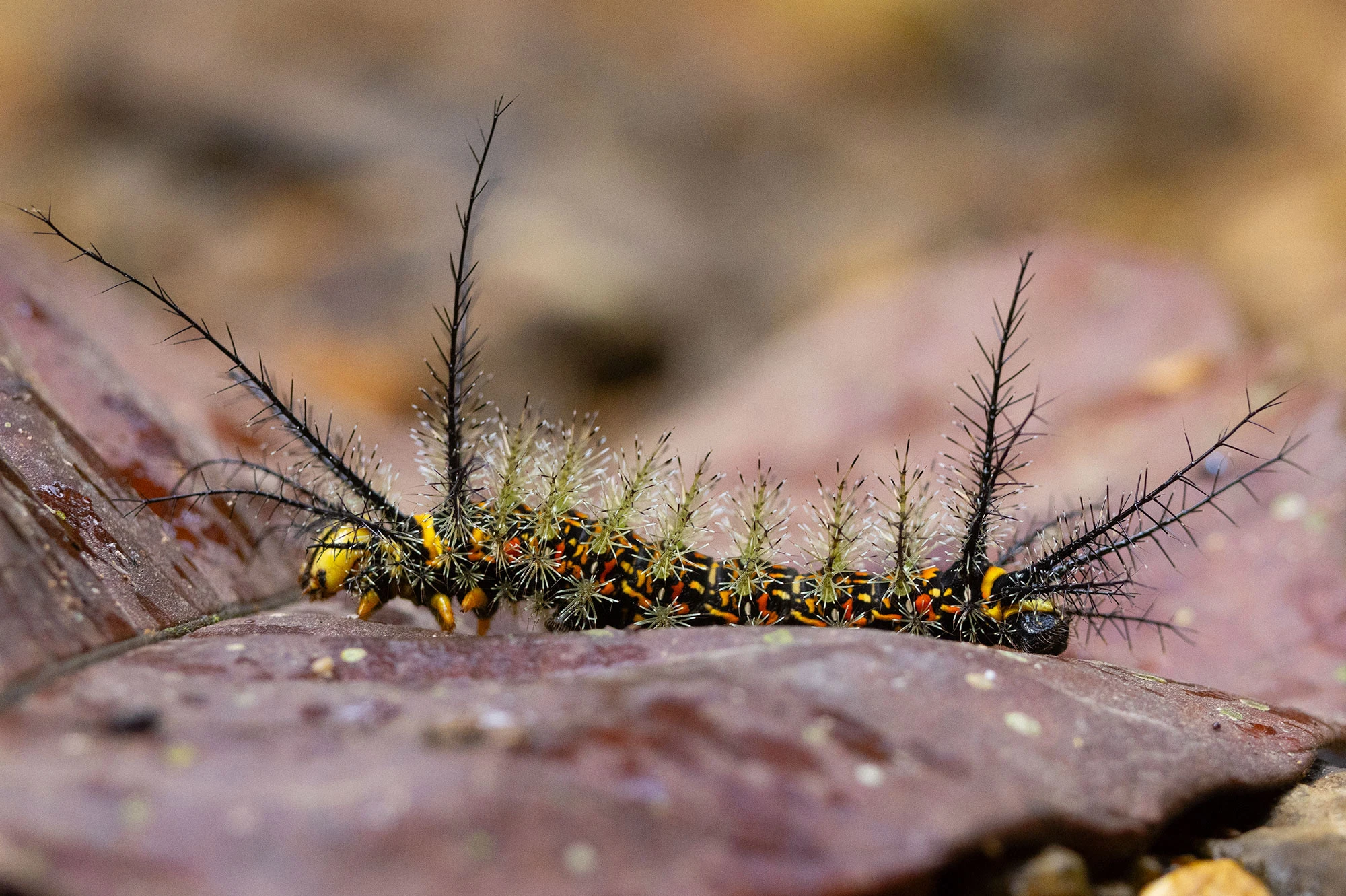 The spiny, lime-green caterpillar of the Pseudautomeris yourii moth crawls along a branch above the Quebrada Valencia river in northeastern Colombia. Its bristling tufts and vibrant coloration serve as a warning to predators in the lush tropical forest.