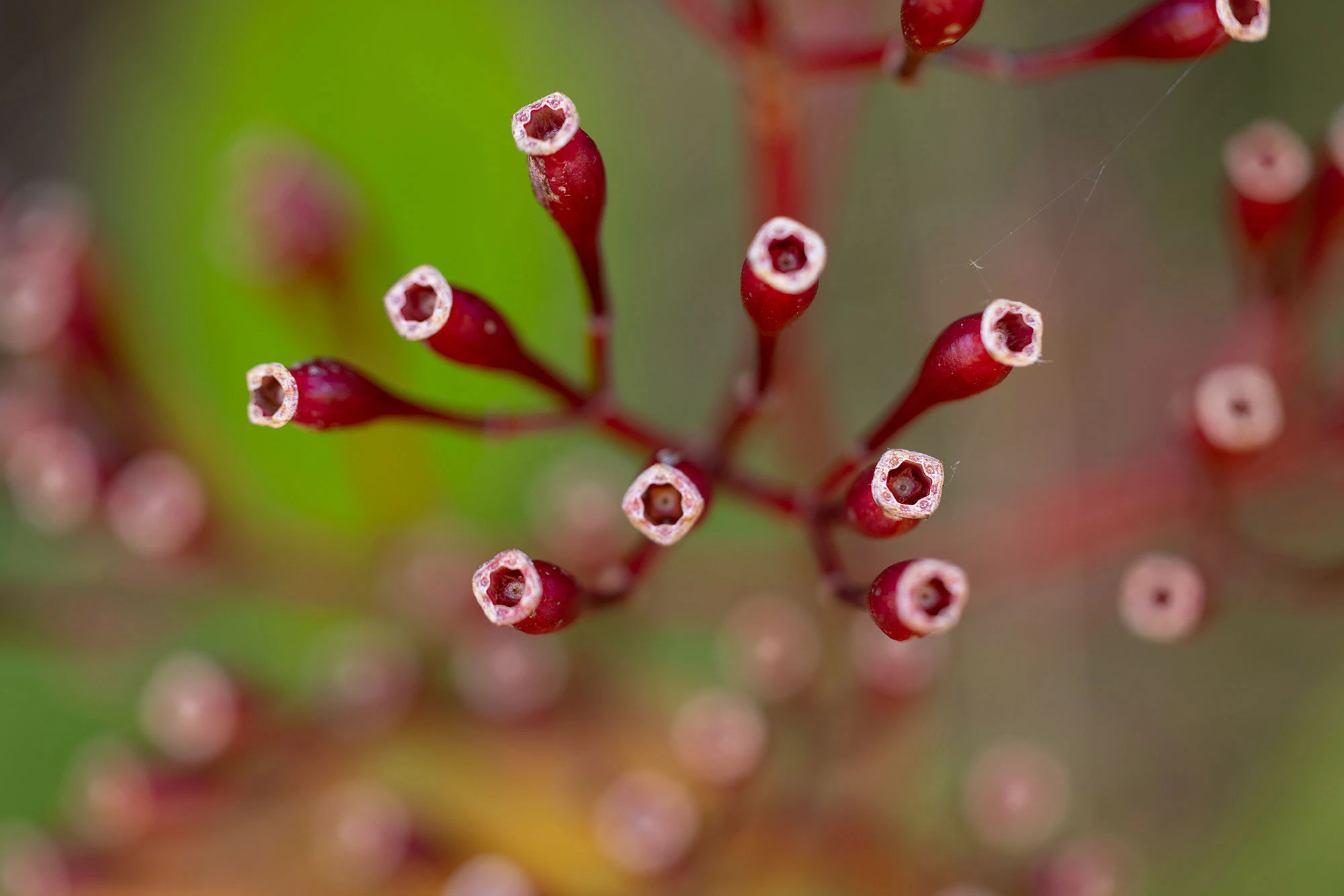 A vivid Colombian Princess Flower blooms against the misty backdrop of the Santa Marta Mountains. Its brilliant magenta petals and yellow stamens burst from the green foliage, adding a splash of color to the highland forest understory.