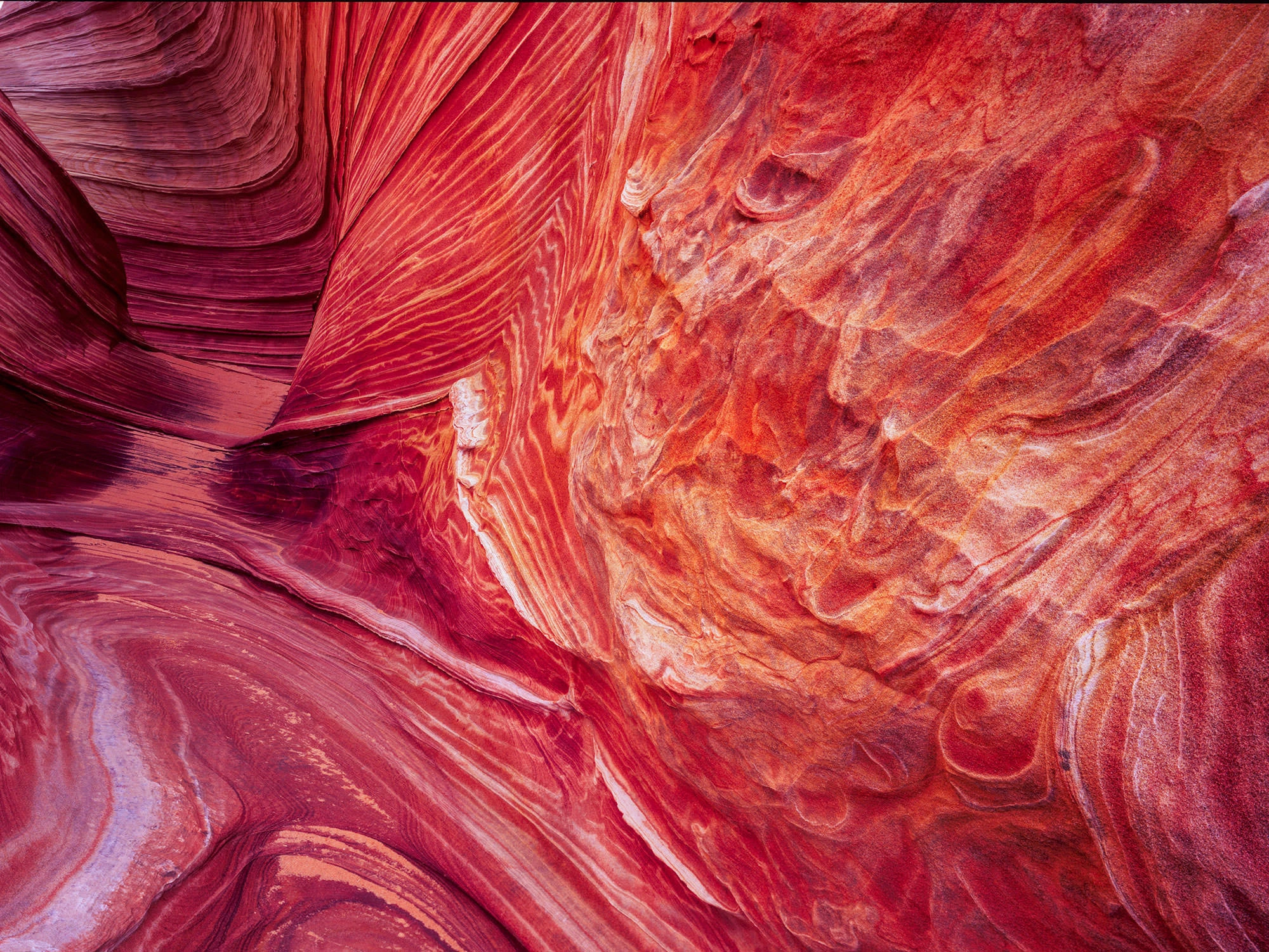 close-up of swirling Navajo sandstone formations in Coyote Buttes North, where wind-sculpted walls display intricate patterns in red, orange, and violet hues. The rock layers curve and ripple like flowing fabric, revealing ancient sedimentary history frozen in stone. This abstract natural tapestry captures the surreal beauty that defines the heart of the Vermilion Cliffs Wilderness.