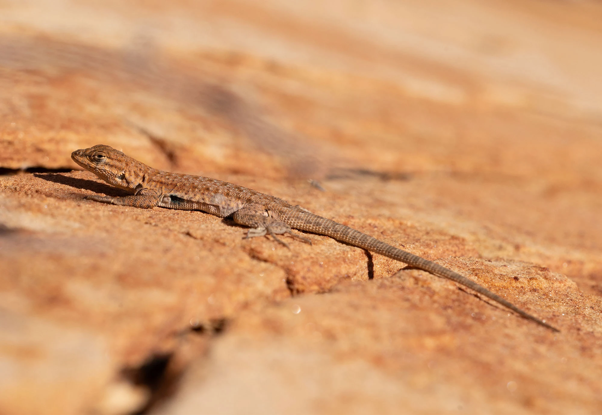 A small common side-blotched lizard lies motionless on sun-warmed red sandstone in the Paria Canyon–Vermilion Cliffs Wilderness. Its mottled brown and tan scales blend with the desert rock, and its long tail trails behind its slender body.
