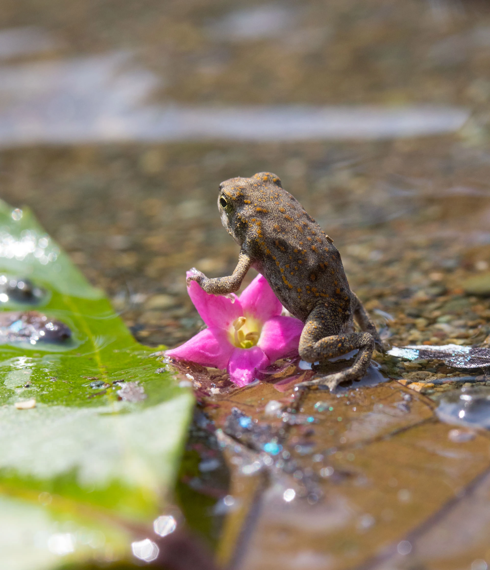 Common toad resting on a flower at the mouth of the Madrigal River, Costa Rica