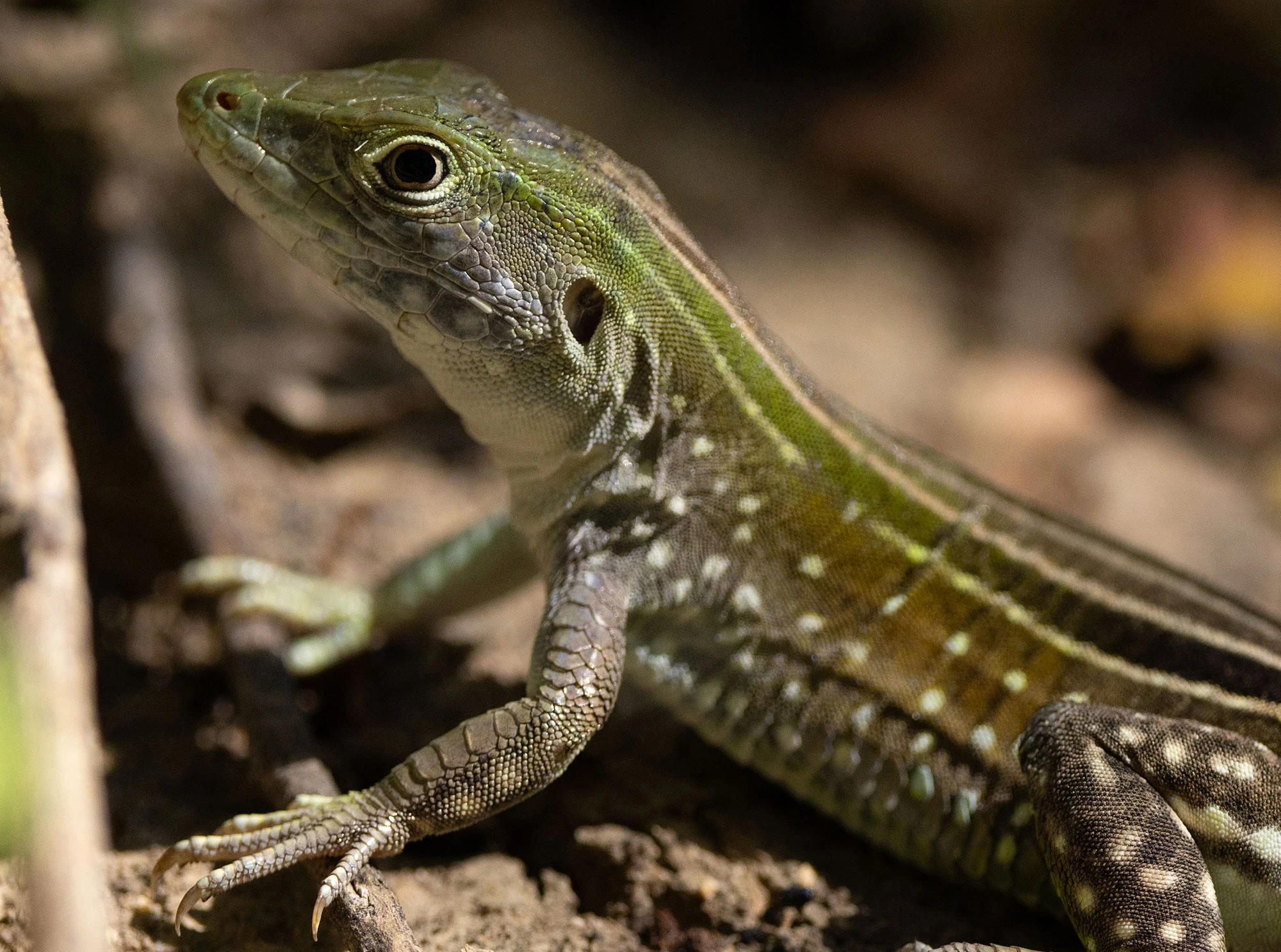 A Cope's Ameiva lizard basks on sunlit earth in Tocoromana, Colombia, just moments after Wayuu naturalist José Luis spotted it. Its sleek, mottled body blends into the dusty terrain, with hints of blue and green shimmering along its flanks.