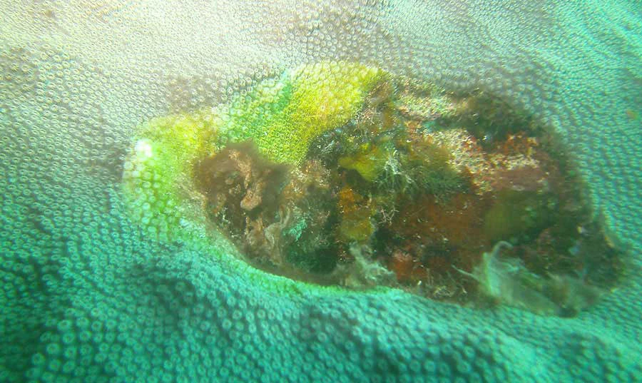 Coral Disease at Bakers Bay