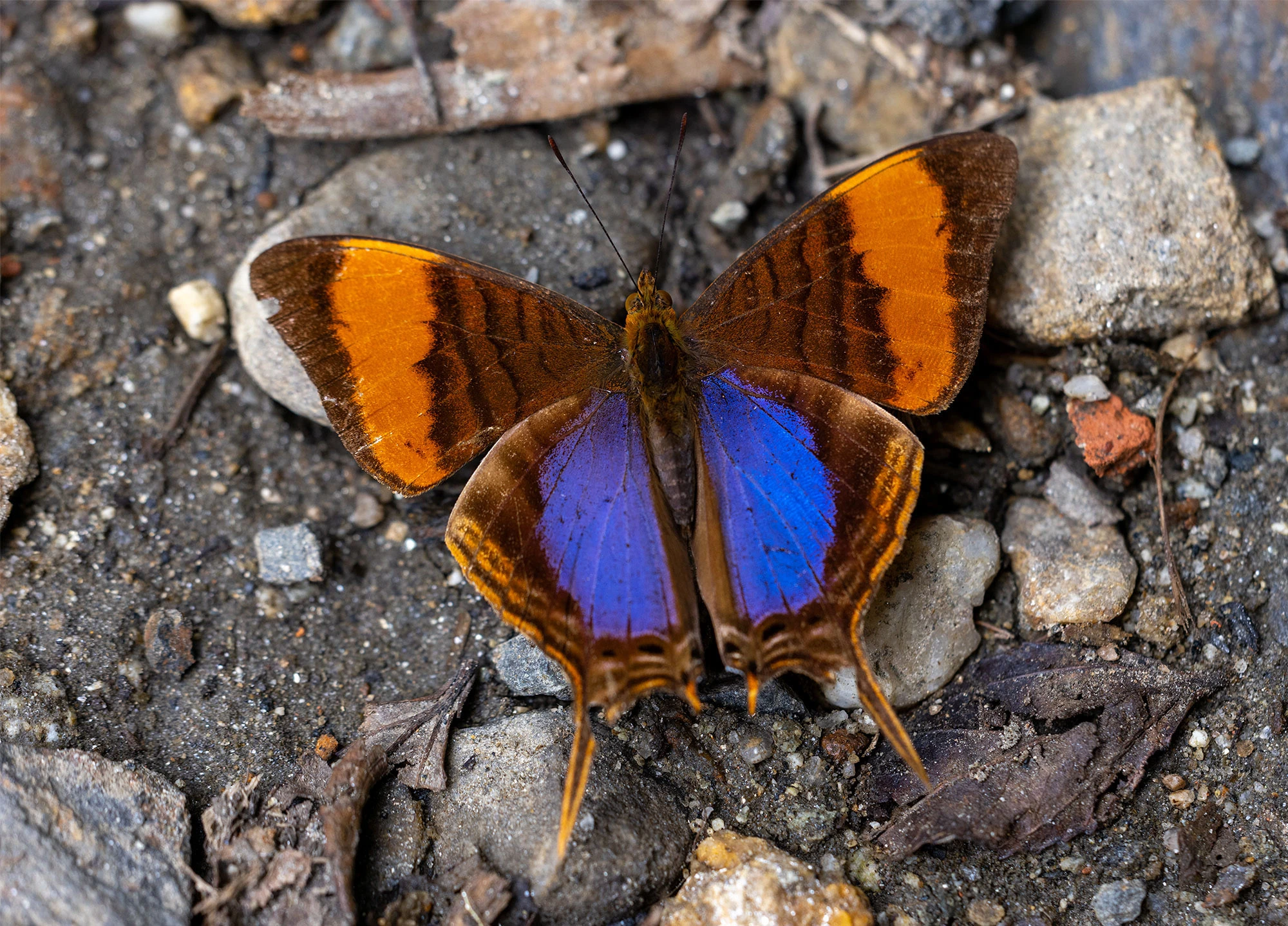 A Corinna Daggerwing butterfly rests with wings outstretched in the El Dorado Reserve of Colombia's Santa Marta Mountains. Its warm orange hues and trailing hindwing extensions stand out against the damp leaf litter of the cloud forest floor.