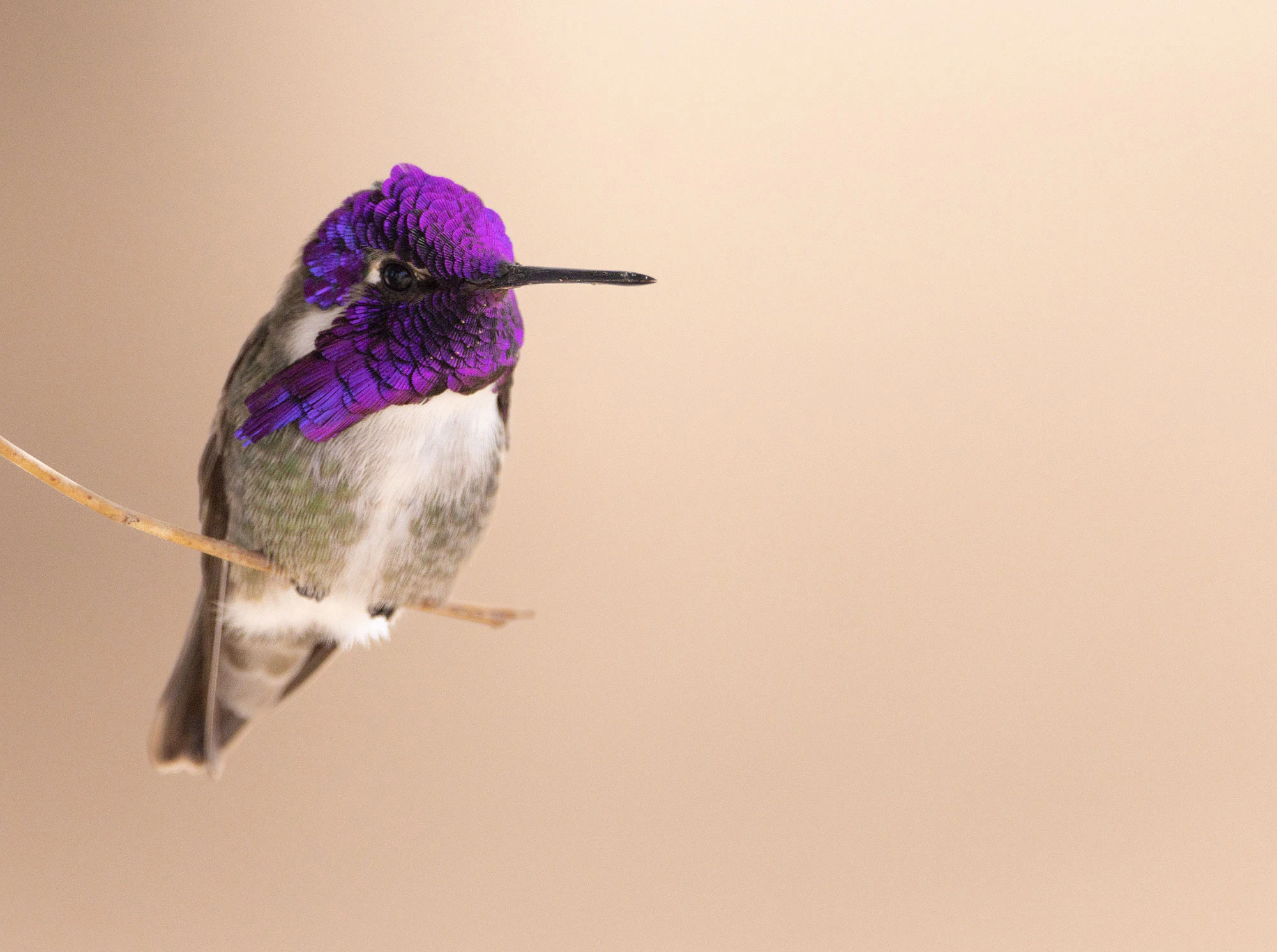 Costa's Hummingbird Male on the way to Vermilion Cliffs National Monument