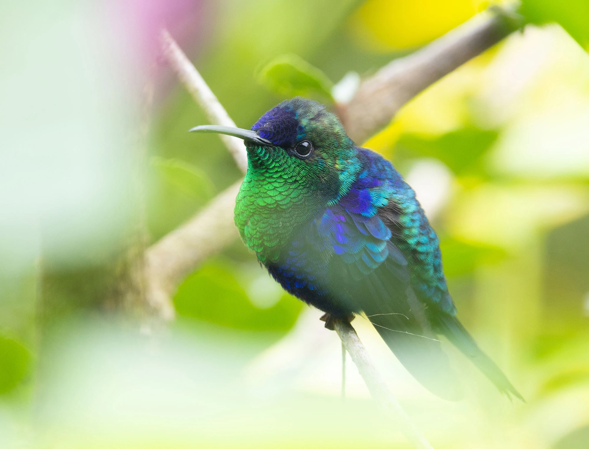 A Crowned Woodnymph hovers beside a cluster of forest blooms in the Santa Marta Mountains, its iridescent plumage flashing violet and emerald as it feeds in midair. The hummingbird's shimmering feathers catch the light like gemstones in flight.