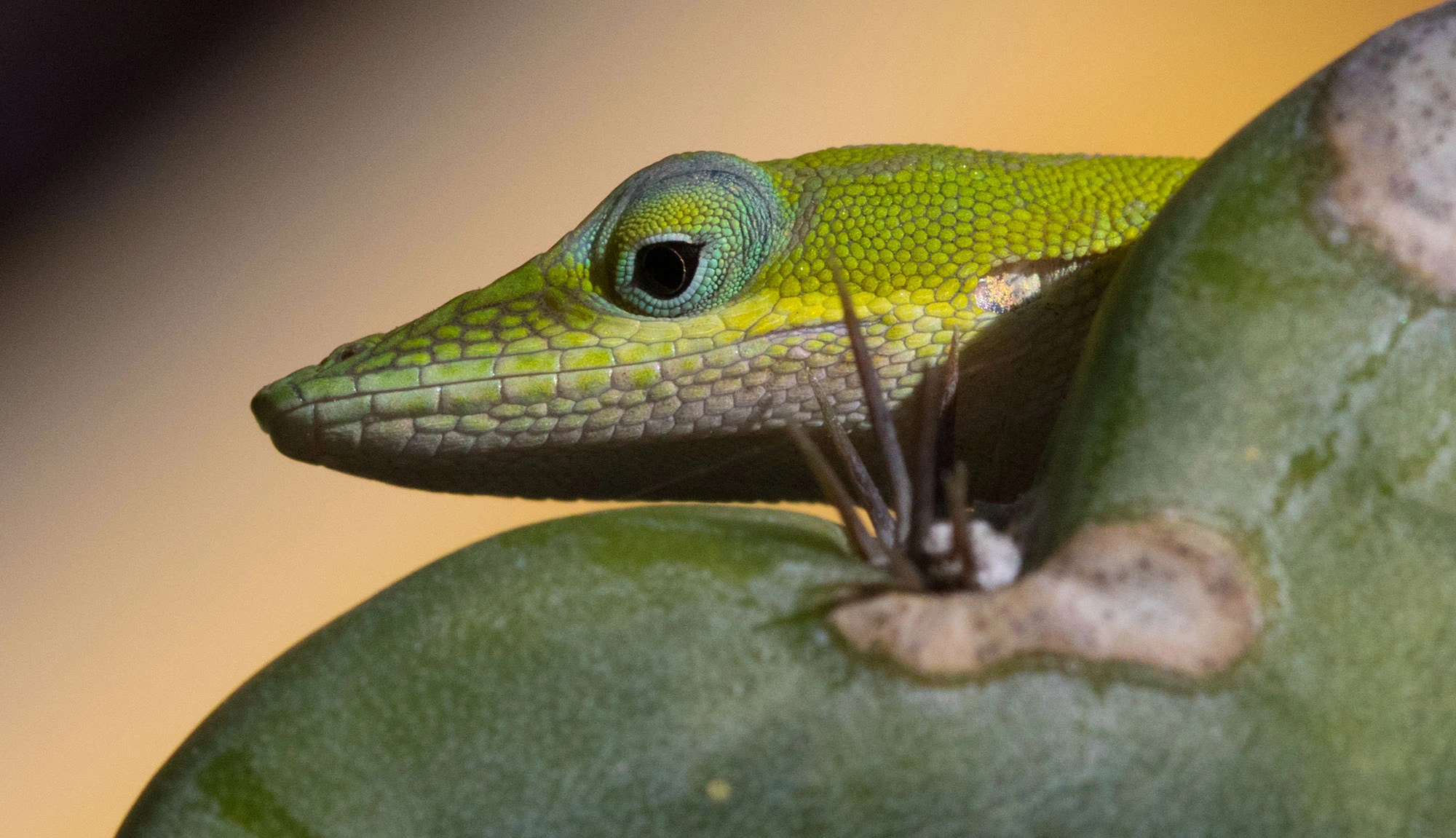 Close-up of a Cuban green anole (Anolis porcatus) resting on a cactus along the Ancón Peninsula, Cuba. Its emerald scales glisten in soft evening light, each scale pattern sharply defined as the lizard peers alertly over a thorned pad—a portrait of the island's vivid and adaptive reptile life.