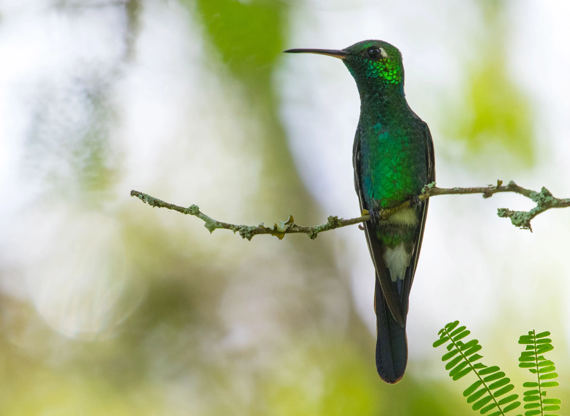 Cuban Emerald hummingbird (Chlorostilbon ricordii) perched in the Parque Botánico Nacional near Havana, Cuba—its iridescent green feathers glowing against the tropical foliage, capturing the island's dazzling birdlife.