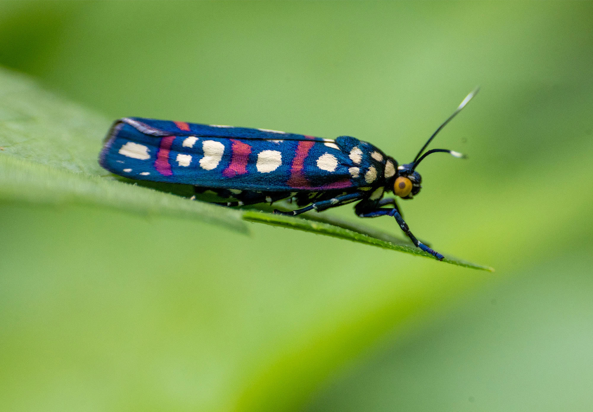 A vividly patterned Cydosia moth clings to a shaded leaf in Colombia's Tayrona National Park. Its intricately banded wings display flashes of pink, white, and brown, blending camouflage with beauty in the tropical forest understory.