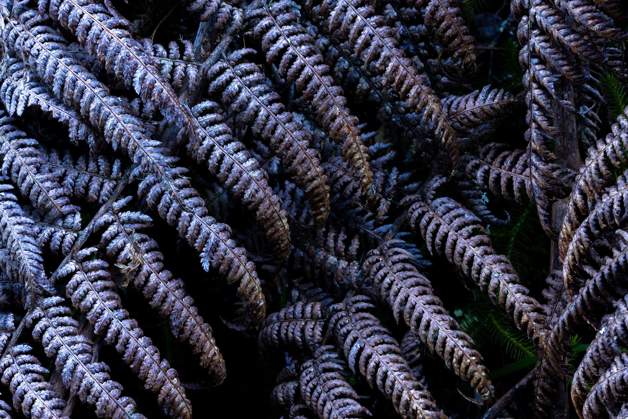 Crisp, sunbaked fern fronds curl into spirals on the forest floor of Colombia's Santa Marta Mountains. The dried leaves glow gold against the dark volcanic soil, capturing the cycle of growth and decay in this biodiverse mountain range.