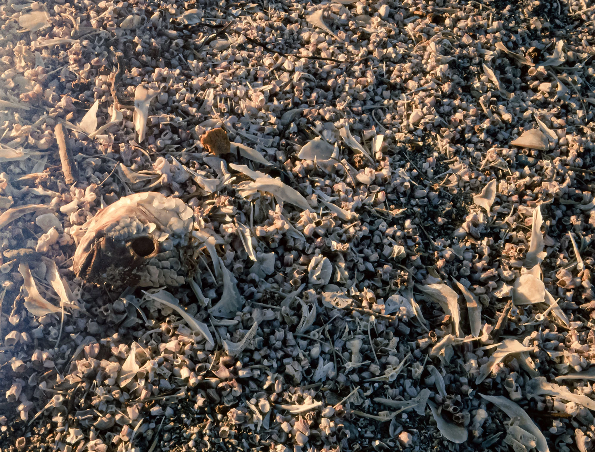 Dead fish scattered along the shoreline of Bombay Beach on California's Salton Sea, their silvery bodies drying in the sun as a stark reminder of ecological collapse and rising salinity.