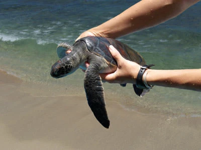 Green Sea Turtle