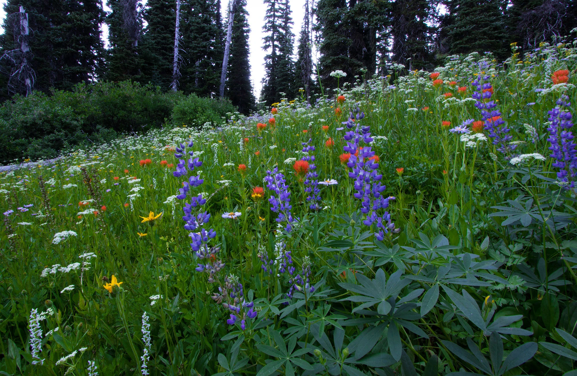 A mountain meadow on Mt. Hood filled with blooming lupine, paintbrush, and daisies at Elk Meadows, beneath dark evergreens and an overcast alpine sky.
