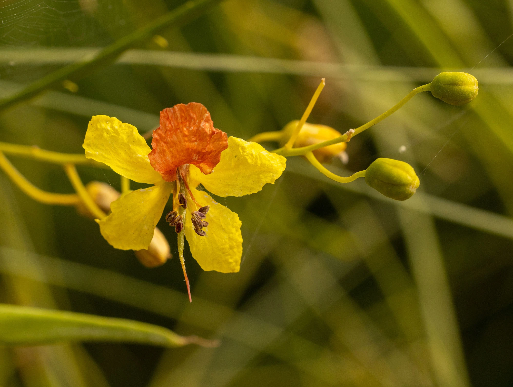 Erythrostemon pannosus flowering in the San José del Cabo Estuary