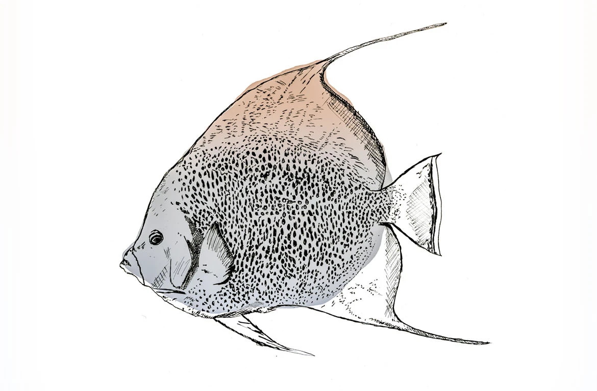 French Angelfish Sketch from Great Guana Cay