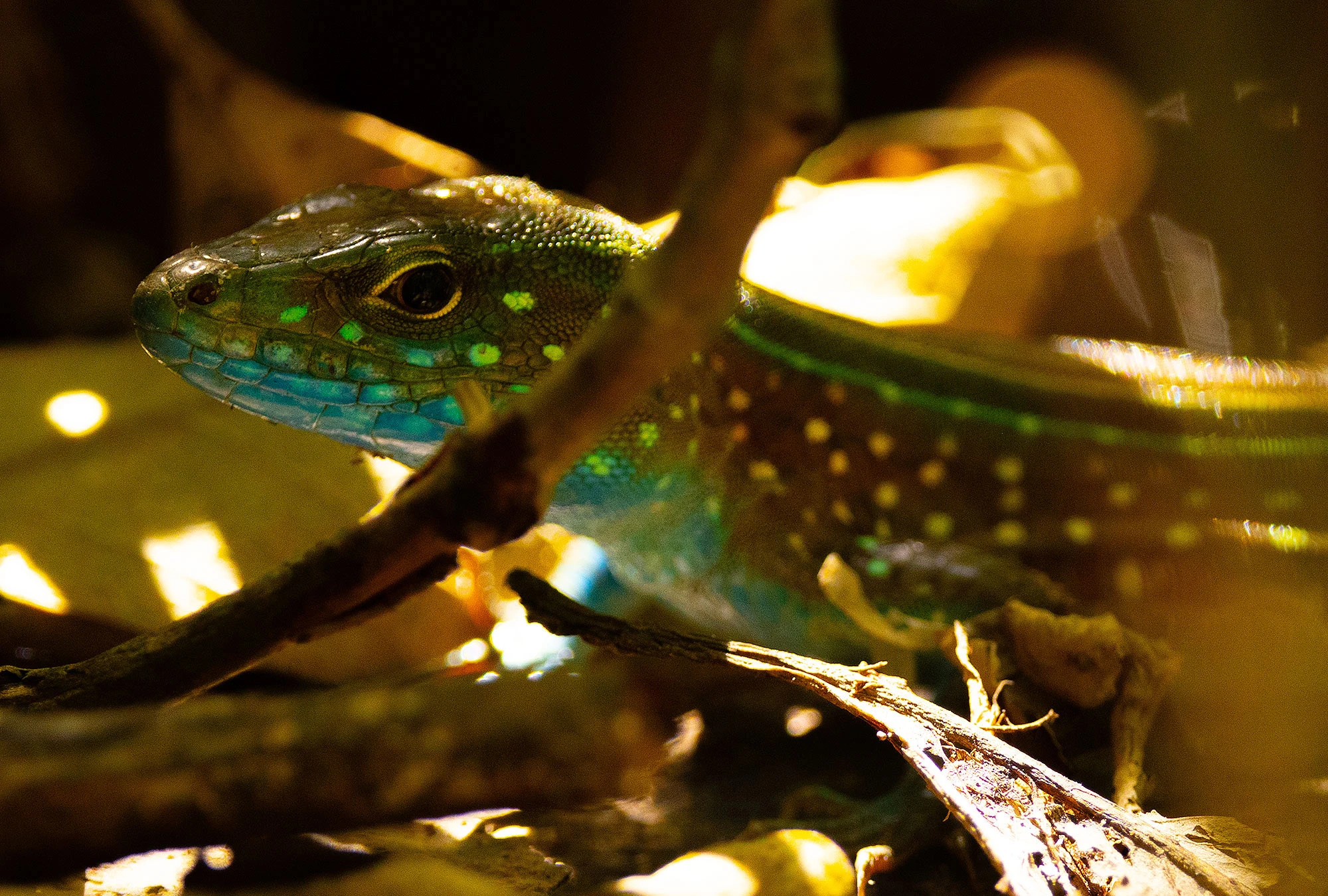 Gaige's Rainbow Lizard sprawls across a sunlit rock in the arid terrain of northern Colombia. Its skin glows with electric hues of orange, green, and turquoise, displaying the dazzling coloration that earned it its name.