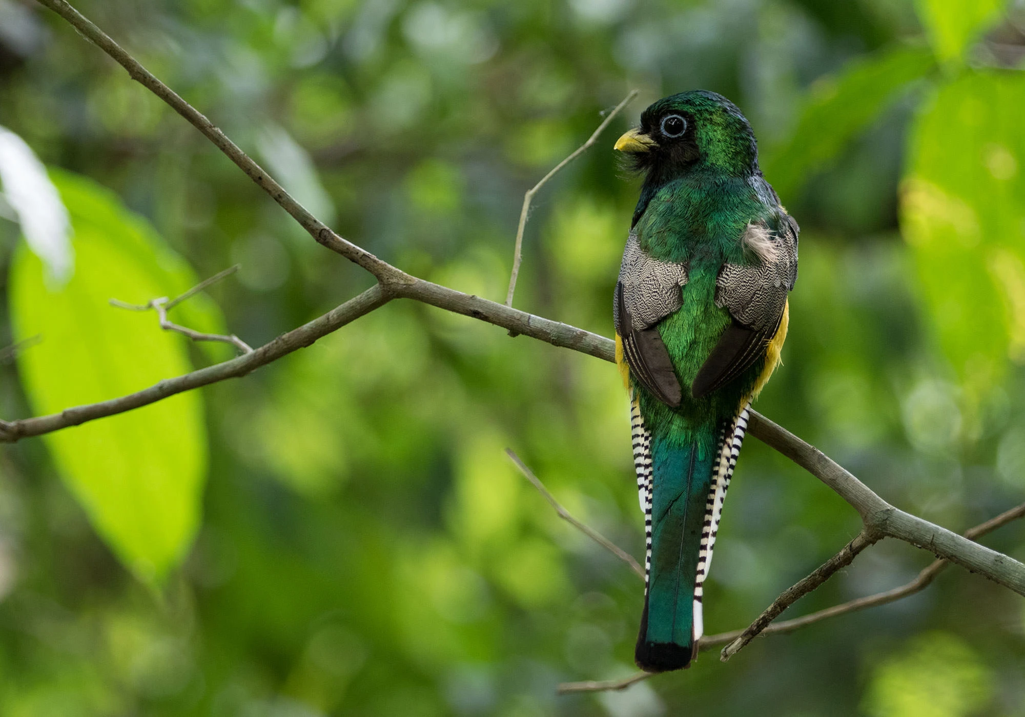 A male Gartered Trogon perched quietly in the rainforest canopy of Panama's Soberanía National Park. Its iridescent green back, yellow belly, and striking black-and-white tail feathers shimmer against a soft green jungle backdrop.