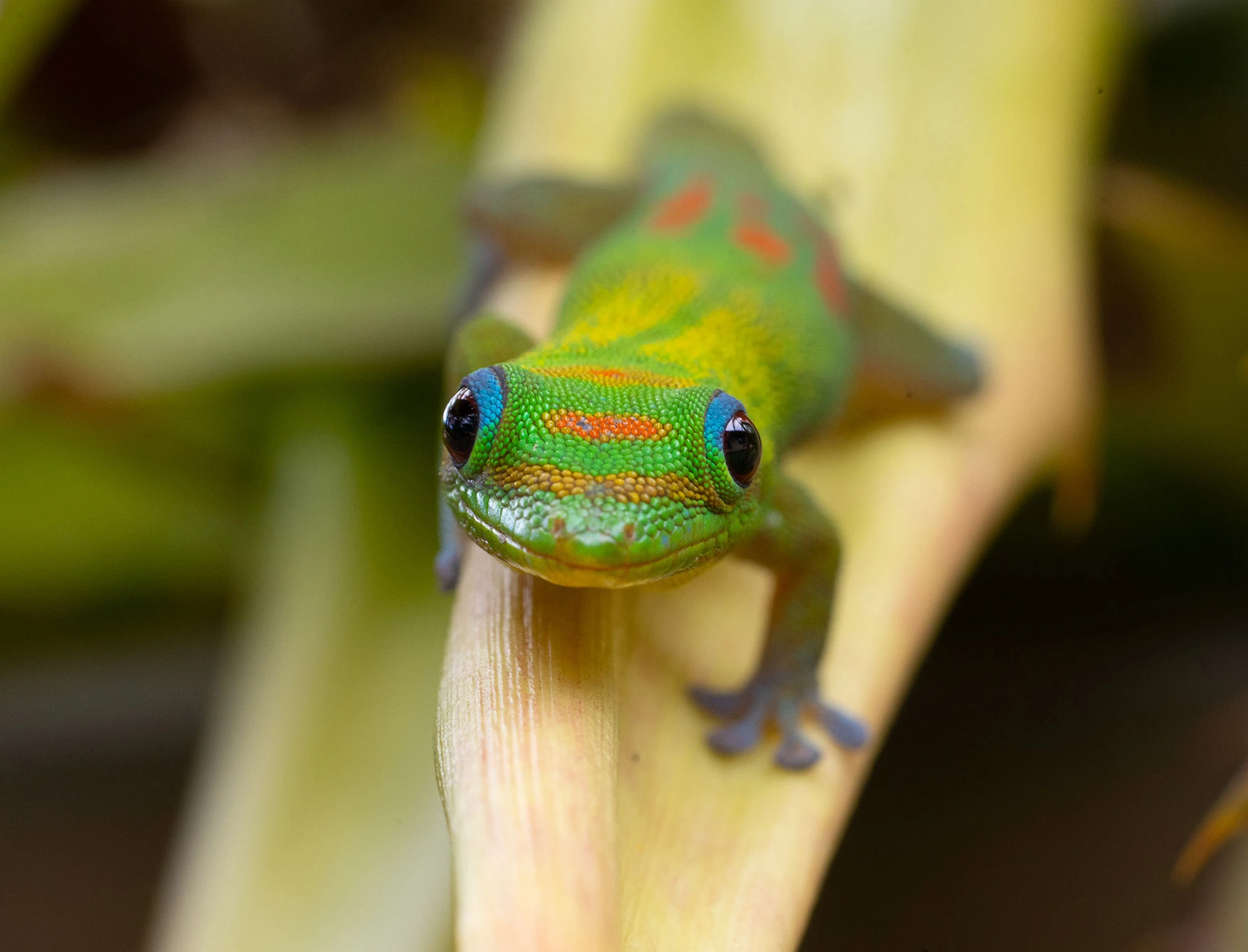 A vibrant Gold Dust Day Gecko basks in the Hawaiian sunlight. Its emerald green body glows with golden flecks and red markings, a dazzling sight—though this striking species is introduced, not native to the islands.