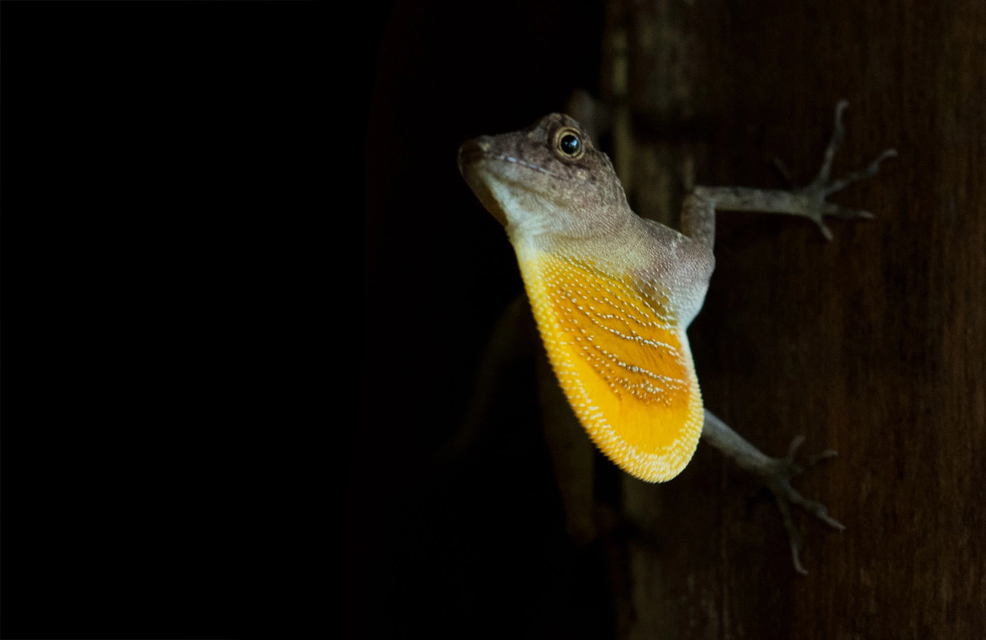 Golfo Dulce Anole clinging to a rainforest branch in Costa Rica's Osa Peninsula