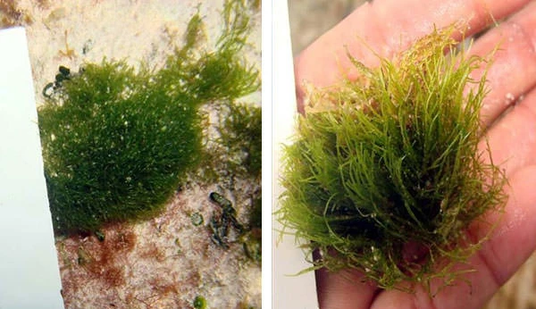 Green Algae near Bakers Bay