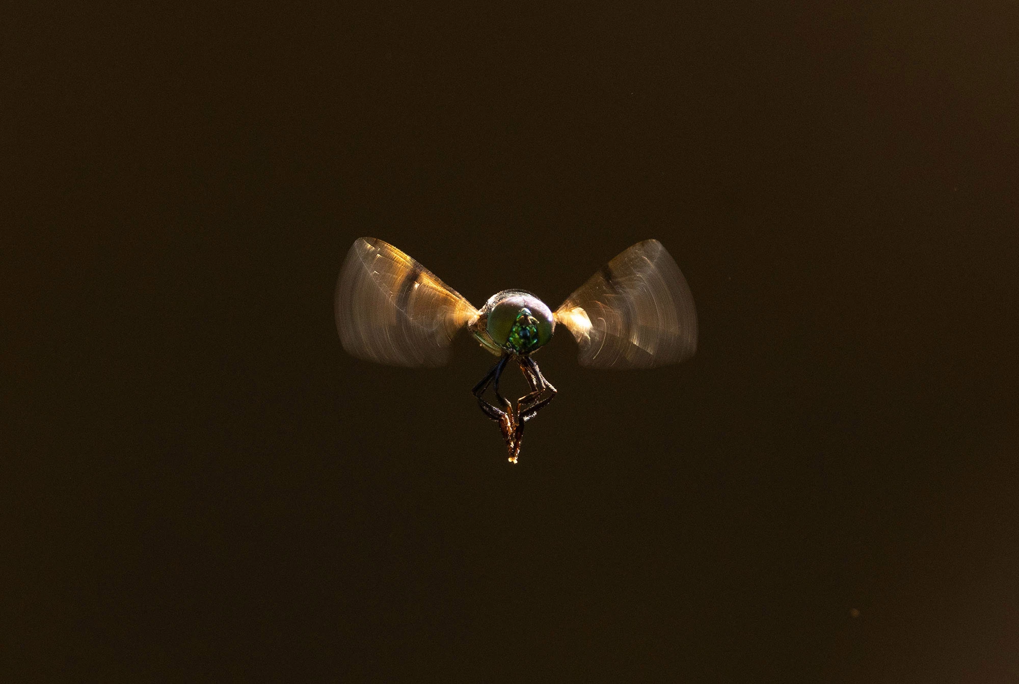 A green-eyed fly suspended midair above the San José del Cabo Estuary, its iridescent body and translucent wings illuminated by late-afternoon light against a dark background.