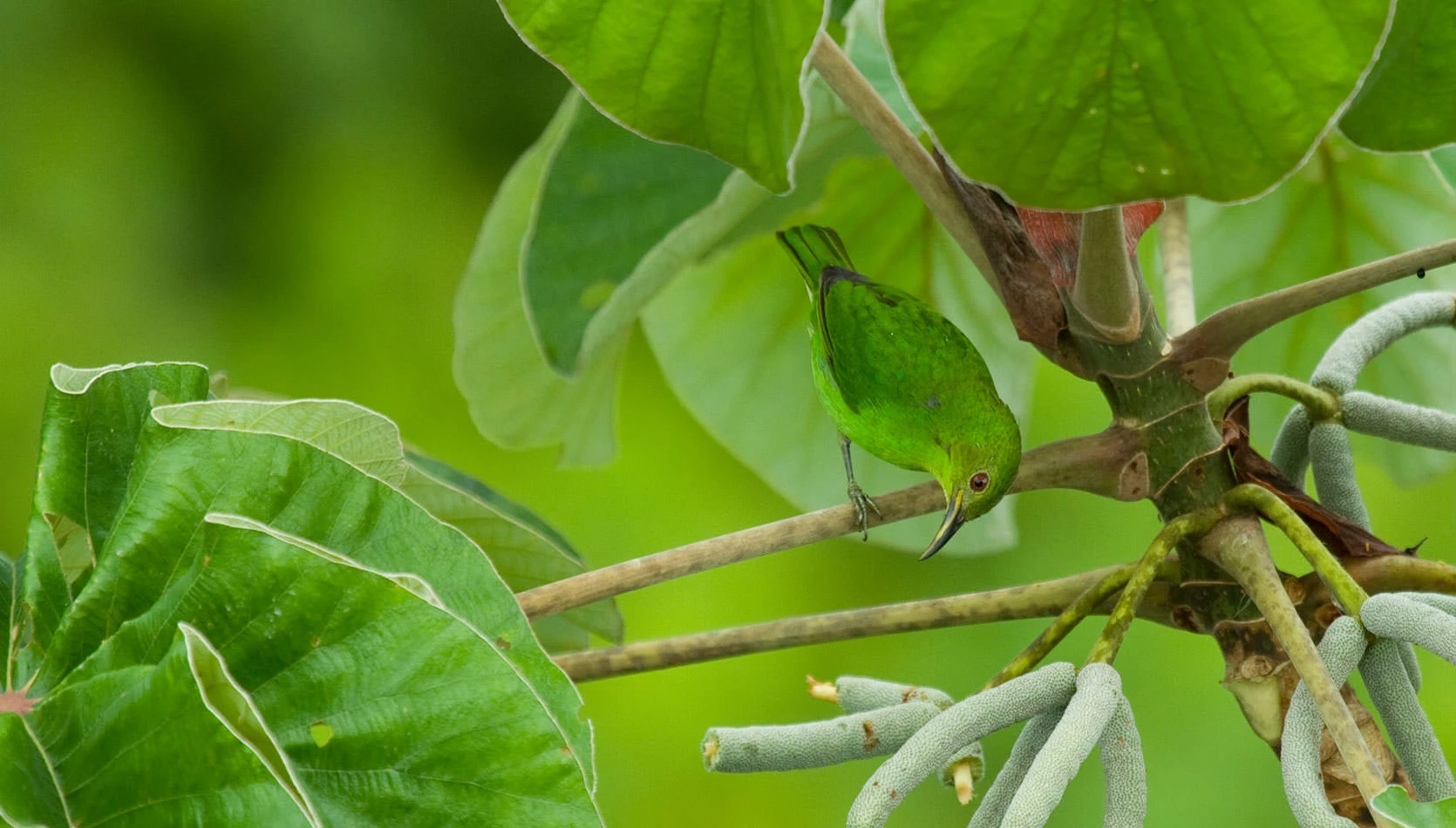 A female Green Honeycreeper clings to a tropical branch in Panama's Soberanía National Park, her emerald plumage blending seamlessly with the surrounding canopy leaves as she probes for insects among the cecropia stems.