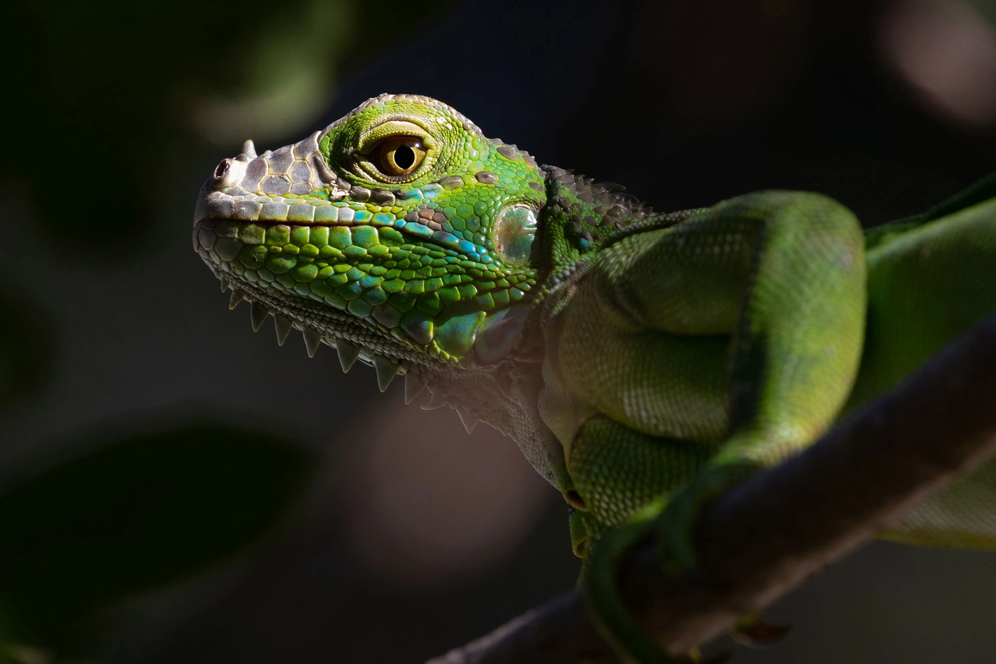 Juvenile male Green Iguana basking on a branch in Costa Rica