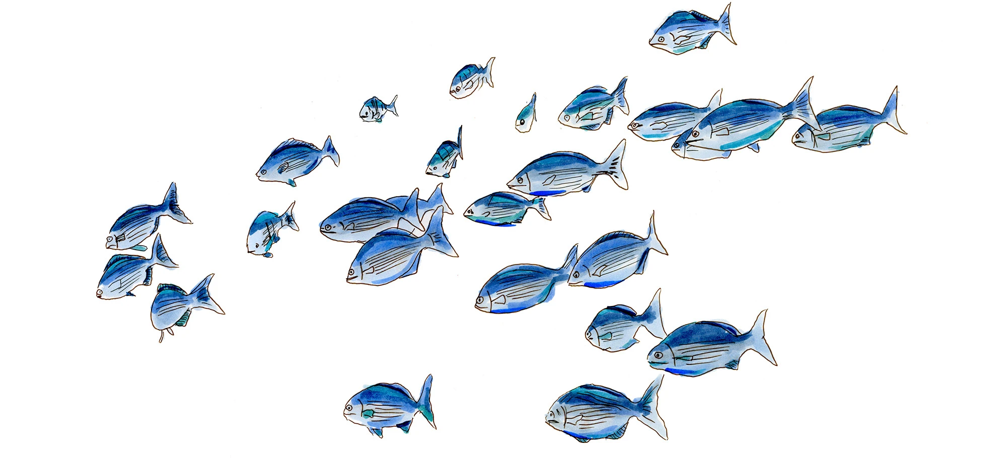 Coral reef detail near Guana Cay showing the impact of pollution and development on reef health.