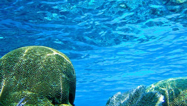 Acclaimed scientist Tom Goreau