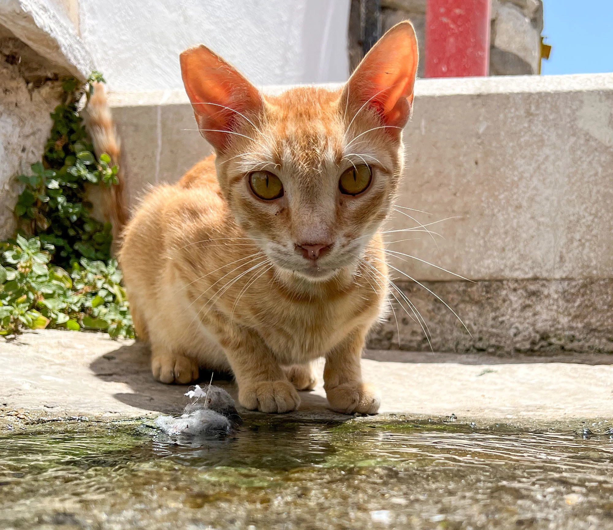 Ginger alley cat crouched by a narrow stream of gutter water, staring intently at the camera in bright sunlight on the island of Paros, Greece.
