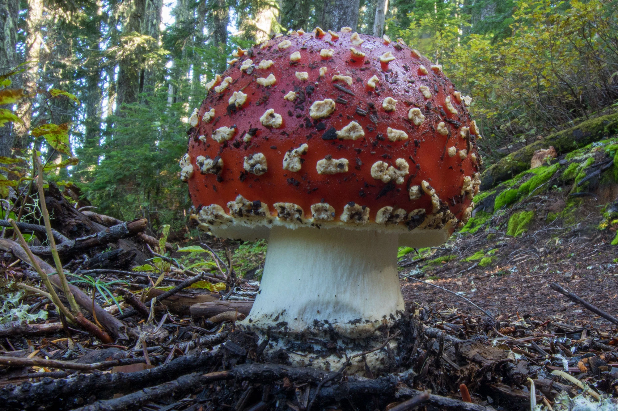 A brilliant red Amanita muscaria mushroom rises from the forest floor on the trail into the Indian Heaven Wilderness, Gifford Pinchot National Forest, Washington. Its domed cap is scattered with creamy white warts and flecked with bits of soil and pine needles, while the thick white stem anchors it in moss, duff, and tangled twigs. Set against a backdrop of fir and hemlock, this iconic and toxic mushroom glows like a lantern in the shaded undergrowth.
