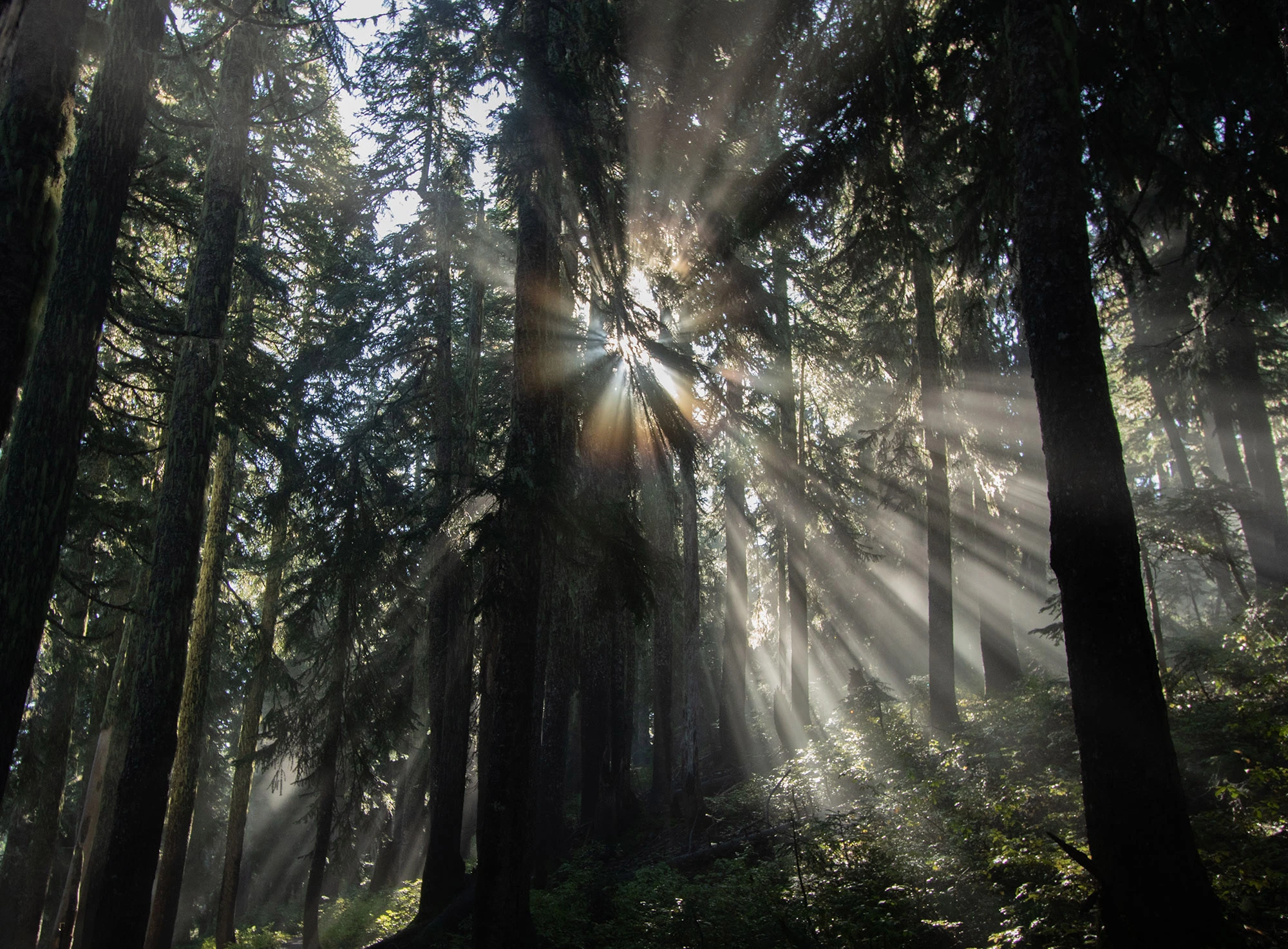 Sunbeams filter through a dense stand of old-growth fir and hemlock on the trail into the Indian Heaven Wilderness, Gifford Pinchot National Forest. Shafts of light illuminate the forest floor, catching moss, ferns, and undergrowth in the early morning mist, evoking the primeval beauty of this high plateau wilderness in Washington's Cascades.
