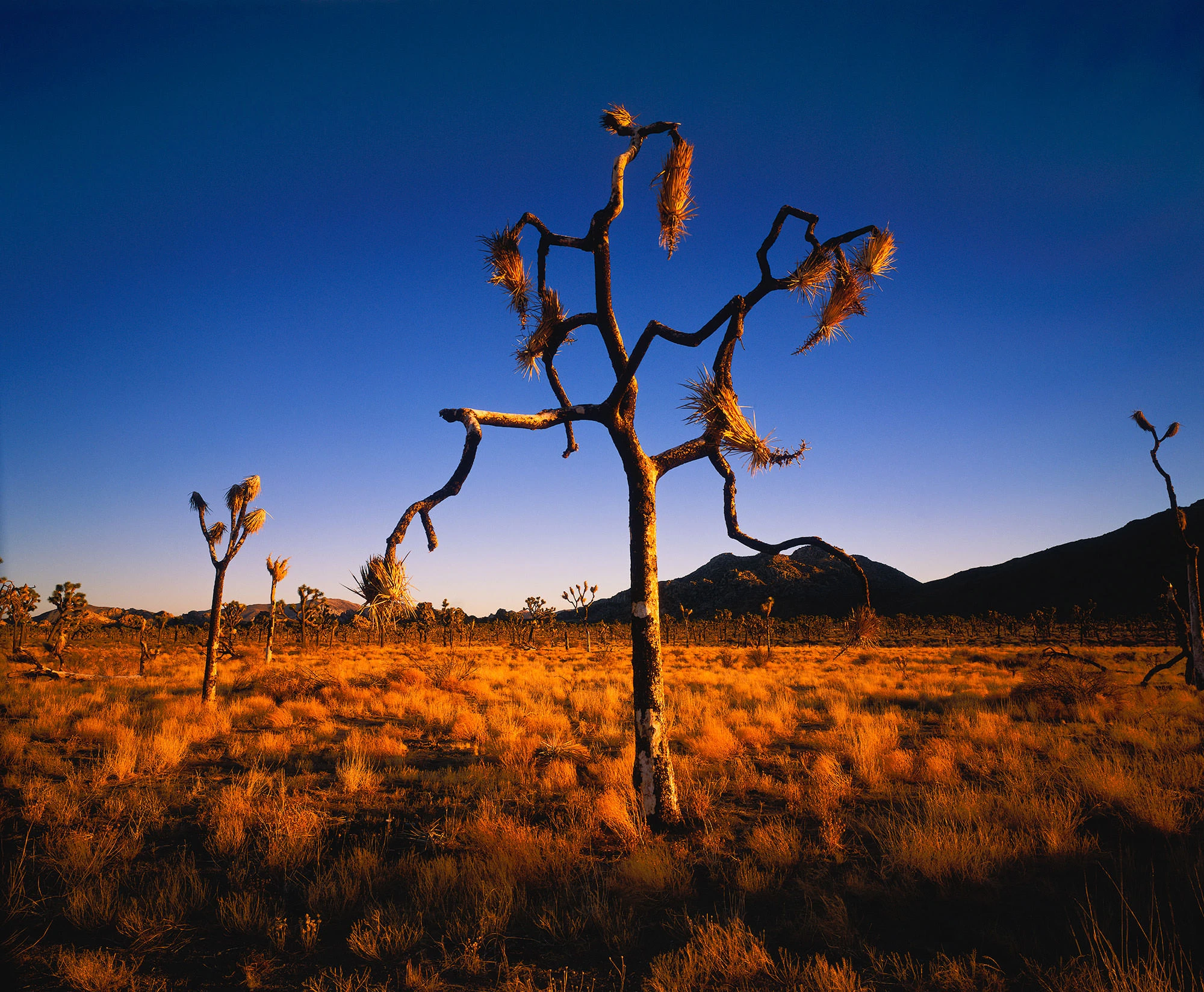 Dead Joshua Tree