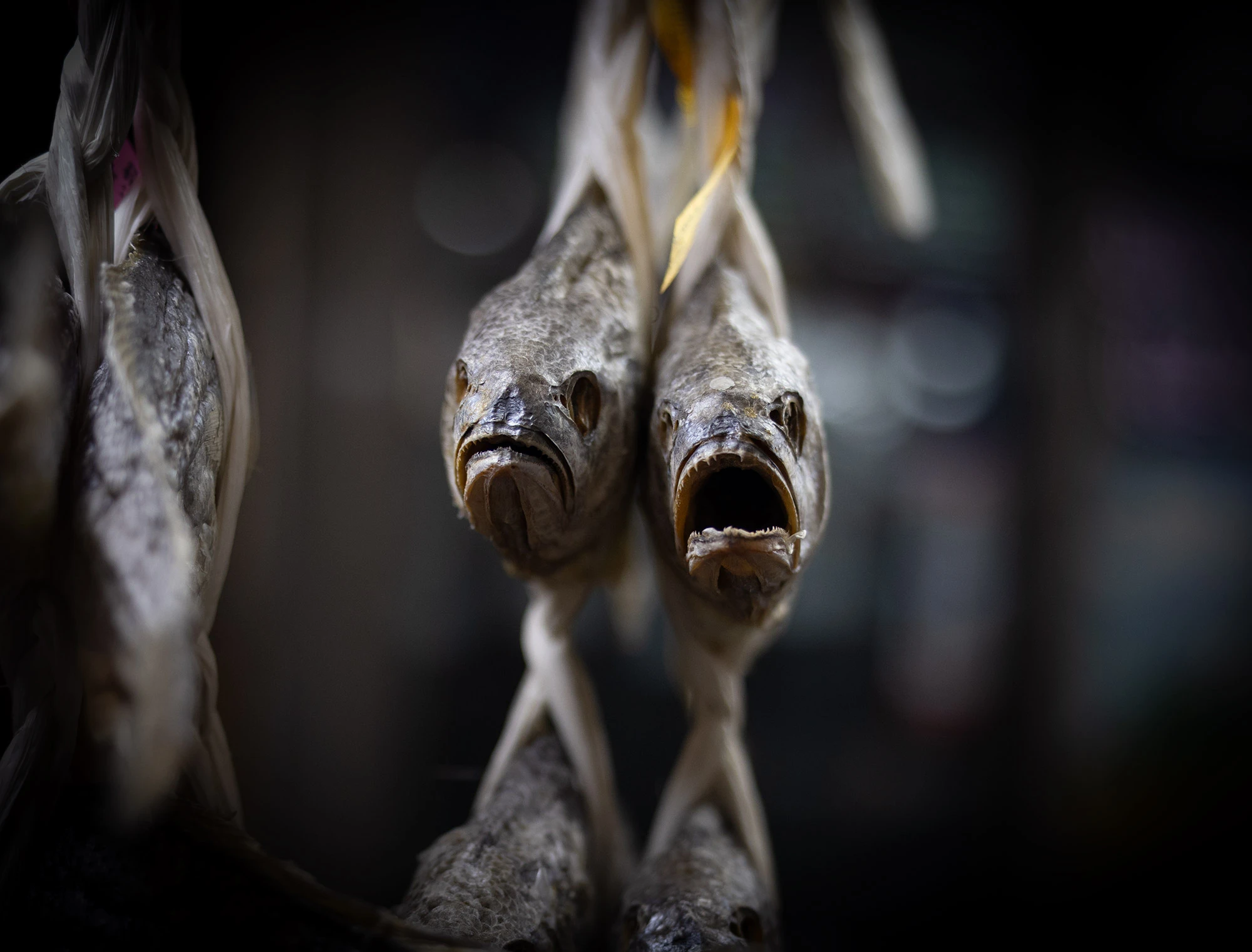 Two dried fish hang closely together by their tails with twine, their textured, desiccated bodies stiff and faces frozen in expressive, almost human-like grimaces. The fish are sharply in focus against a softly blurred, dimly lit background, highlighting their gaping mouths and hollow eyes in a haunting yet captivating display from the Jungbu Dried Seafood Market in Seoul.
