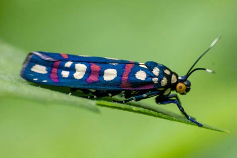 A photograph of a beautiful moth from the Caribbean lowlands of Colombia captures its vibrant orange wings adorned with striking black patterns, set against a lush green leaf backdrop, highlighting the intricate details and vivid colors of this exquisite insect.