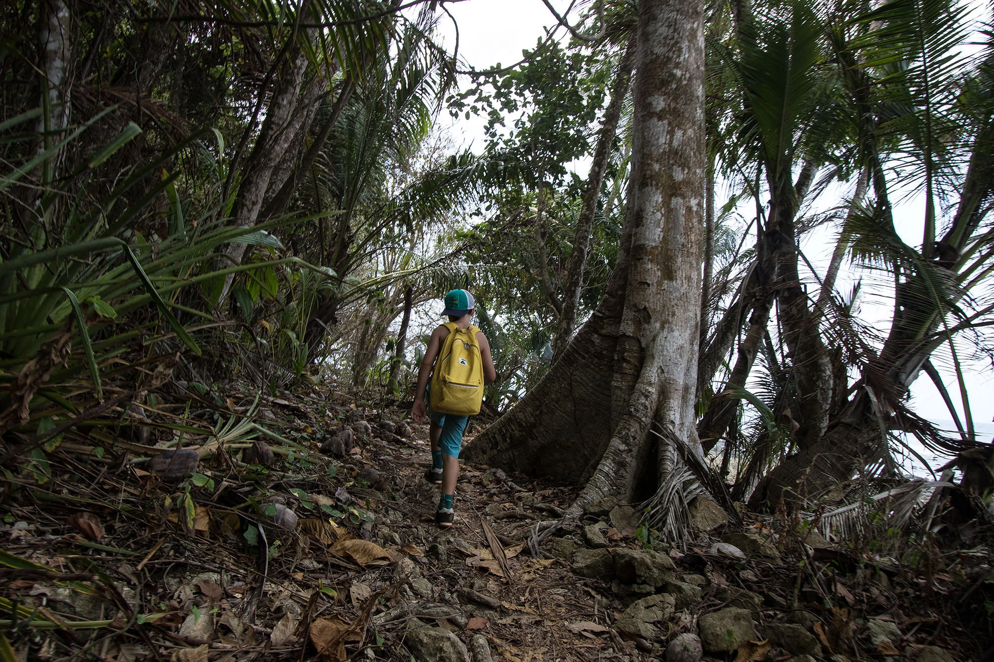 Trail through the rainforest on the La Leona hike in Corcovado National Park, Costa Rica