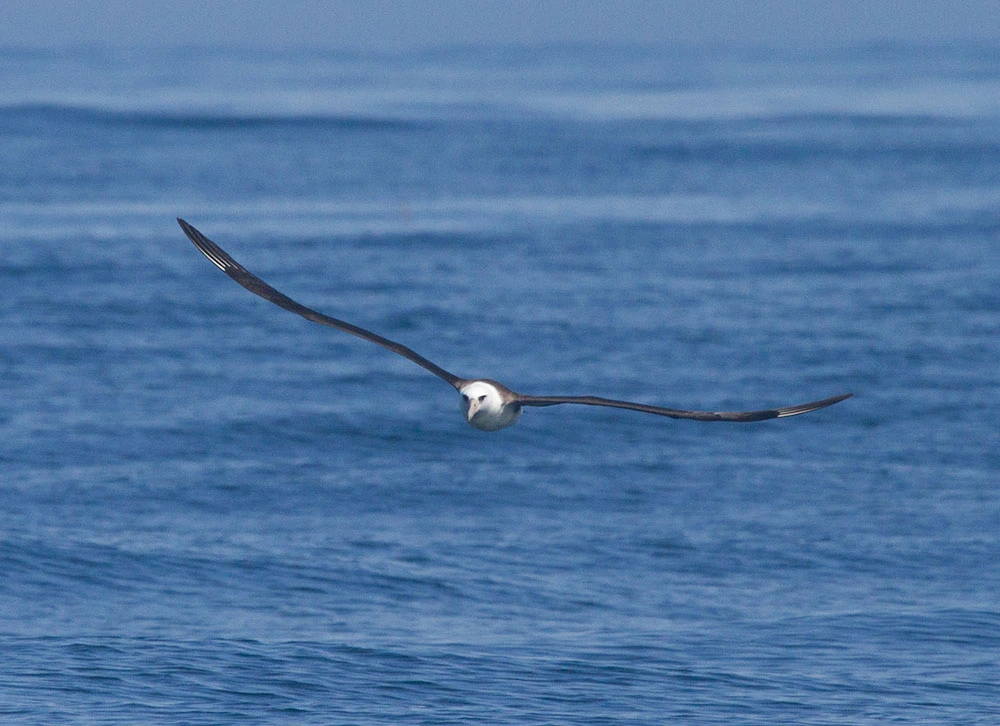 Laysan Albatross in the Abyss of the Pacific Ocean