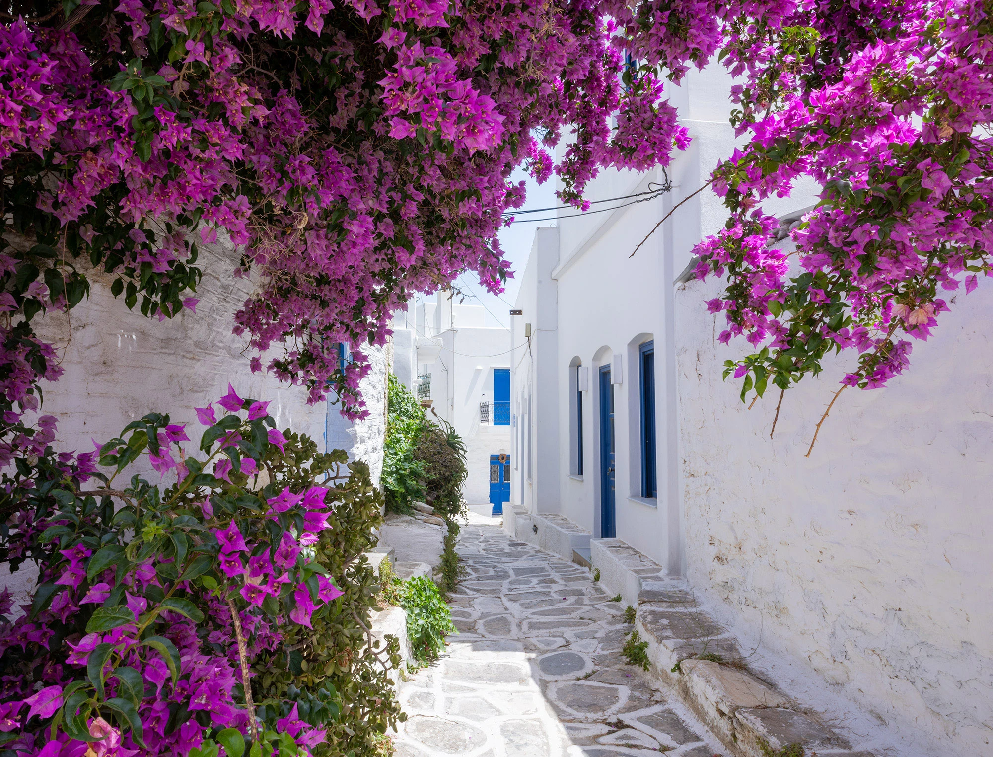 Bougainvillea cascading over whitewashed walls in Lefkes, Paros