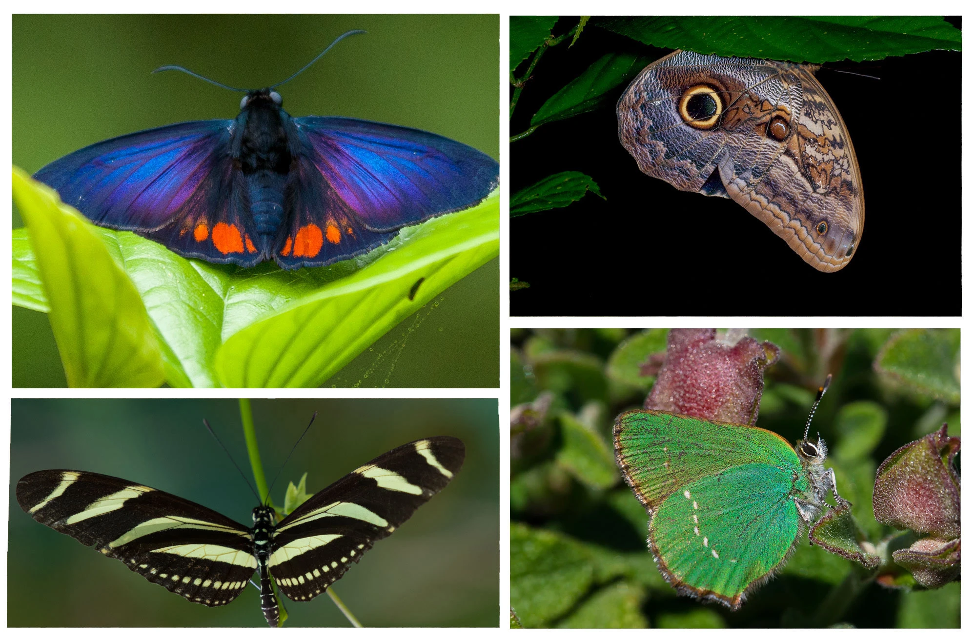 Butterfly Life List (Papilionoidea), a collage of butterfly images photographed in Peru, Colombia, Oregon, and beyond.