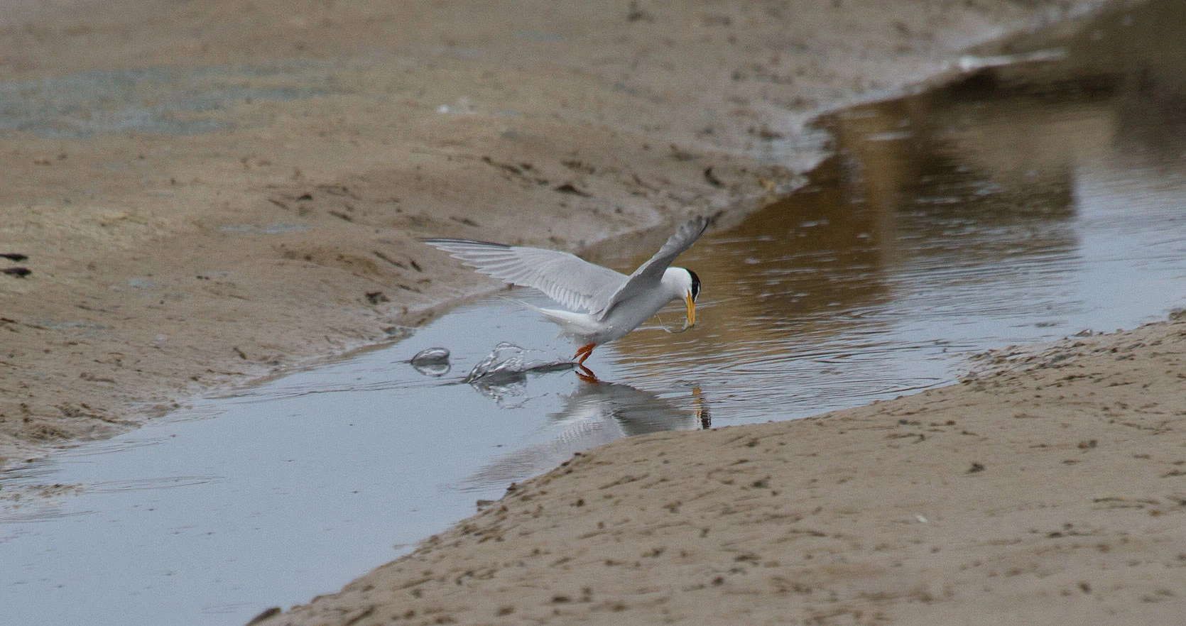 Little Tern catches a sardine near Trapani