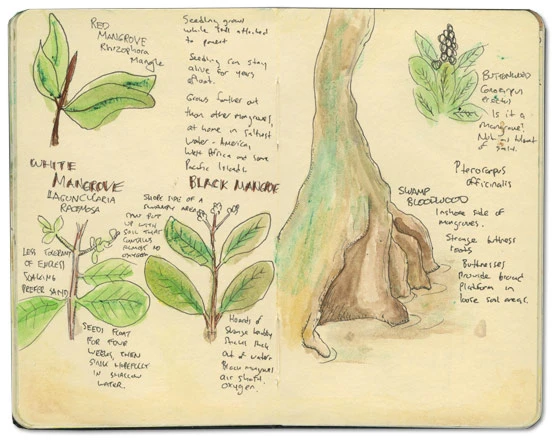 Black Mangrove Moleskine from St Lucia