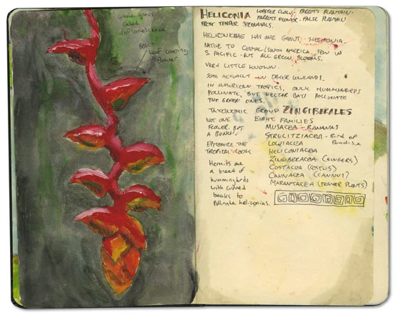 Heliconia Moleskine Sketch Journal