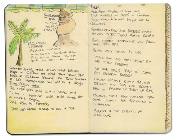 Strangler Fig Sketch