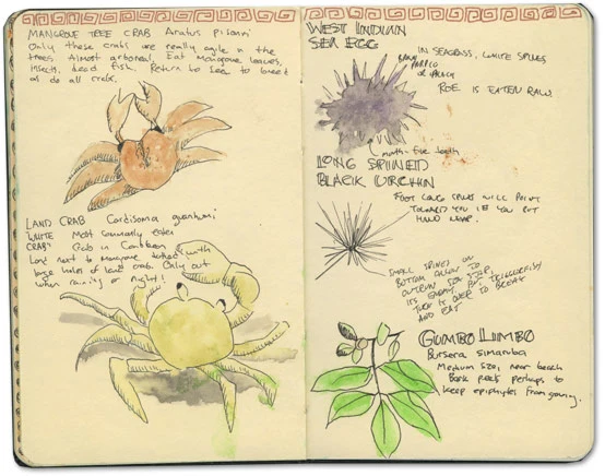 Gumbo Limbo in St Lucia Moleskine Sketch