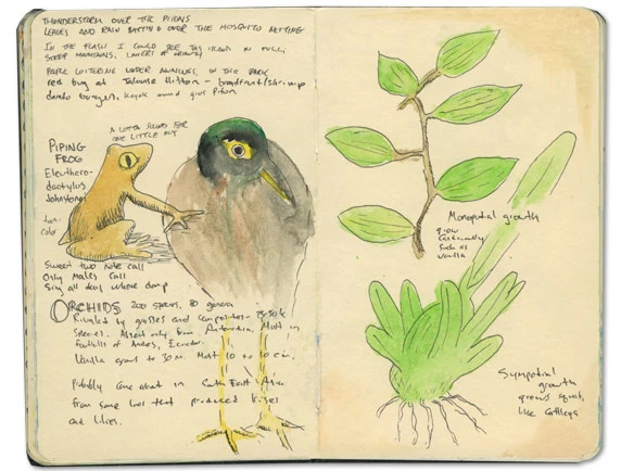 Orchids Sketch in St Lucia