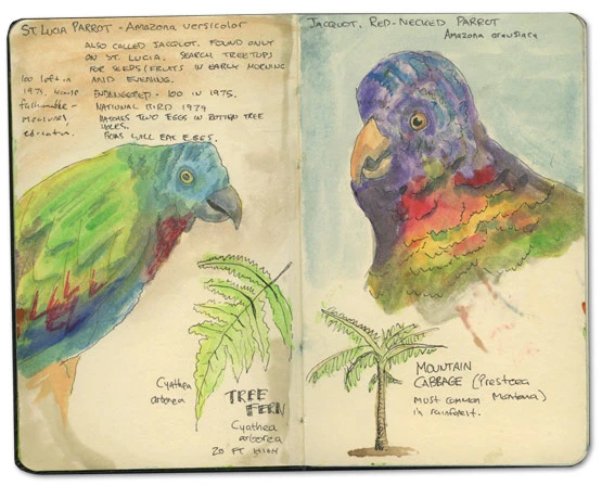 Red-necked Parrot Sketch