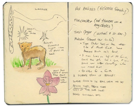 Orchid in St lucia Sketch